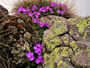 20 Primula hirsuta (Primula irsuta)